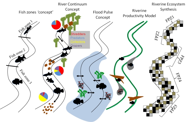 Schematic representation of river ecosystem models